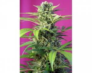 Chem Beyond Diesel CBD (Sweet Seeds) feminized
