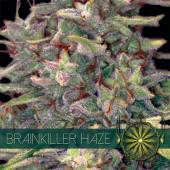 Brainkiller Haze 5 seeds