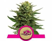 Blue Mystic (Royal Queen Seeds) feminized
