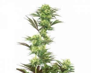 Guava Jelly (White Label) feminized