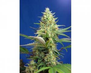 Sweet Pure Auto CBD (Sweet Seeds)