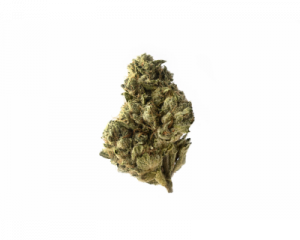 Strawberry Glue (Amsterdam Genetics) feminized