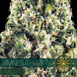 Auto Amnesia Haze 5 seeds