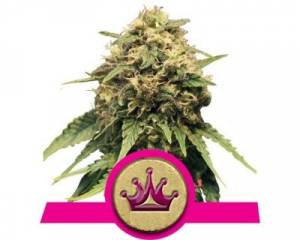 Special Queen #1 (Royal Queen Seeds) feminized