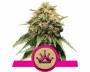 Special Queen #1 (Royal Queen Seeds) feminized