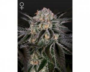 Wonder Pie (Green House) feminized