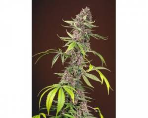 Red Mandarine Fast (Sweet Seeds) feminized