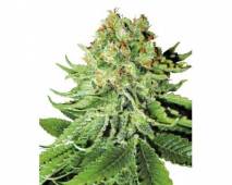 Northern Lights Automatic (White Label) feminized
