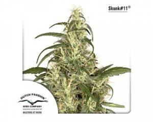 Skunk #11 (Dutch Passion) feminized
