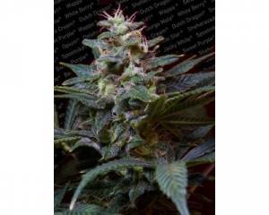 Sweet Purple (Paradise Seeds) feminized