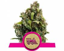 Candy Kush Express Fast (Royal Queen Seeds) feminized