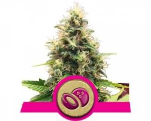 Somango XL (Royal Queen Seeds) feminized