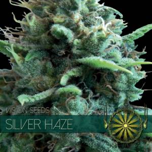 Silver Haze 3 seeds
