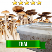 Thai Magic Mushroom Grow box - 1200cc