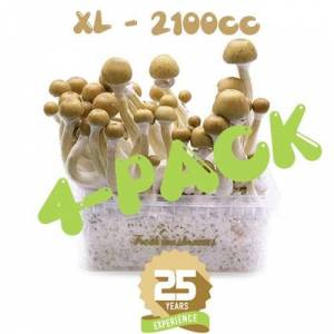 4x 100% Mycelium XL growkit - 2100cc