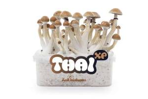 100% MYCELIUM Thai - Mushroom growkit 1200cc