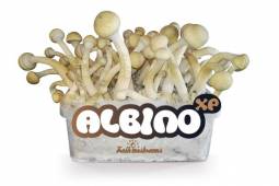 100% MYCELIUM Albino - Mushroom Growkit 1200cc