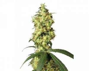 White Widow Automatic (White Label) feminized