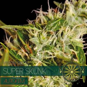 Auto Super Skunk 3 seeds
