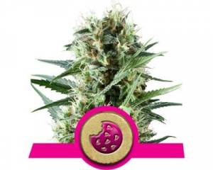 Royal Cookies (Royal Queen Seeds) feminized