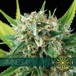 Amnesia 5 seeds