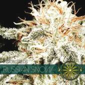 Russian Snow 3 seeds