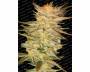 Ice Cream (Paradise Seeds) feminized