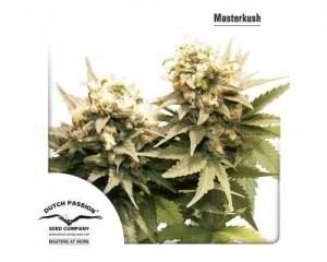 Masterkush (Dutch Passion) feminized