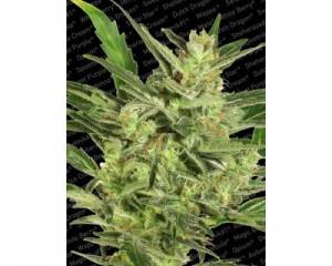 Automaria II (Paradise Seeds) feminized