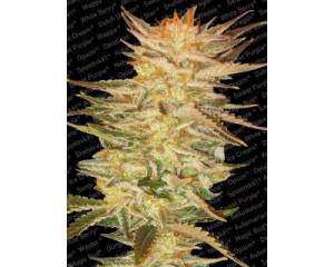 Ice Cream (Paradise Seeds) feminized