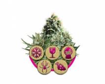 Feminized Mix (Royal Queen Seeds)