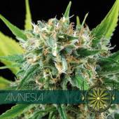 Amnesia 3 seeds