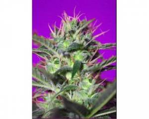 Botafumeiros (Sweet Seeds) feminized