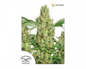 Power Plant (Dutch Passion) feminized