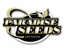 CBDrelief (Paradise Seeds) feminized