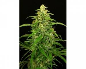 Spicy Bitch (Exotic Seed) feminized