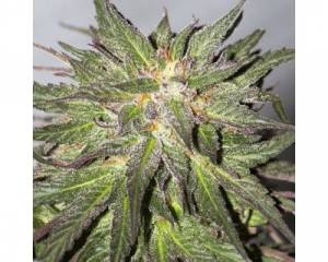CBD Critical Cure (Barney's Farm) feminized