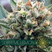 Supreme Lemon 5 seeds
