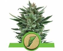 Quick One (Royal Queen Seeds) feminized