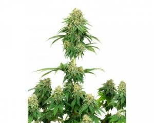 Girl Scout Cookies (White Label) feminized