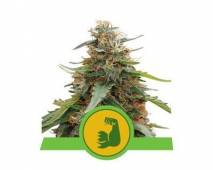 HulkBerry Automatic (Royal Queen Seeds)