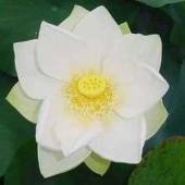 Nelumbo Nucifera (White Lotus) 5 Seeds