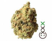 AK-020 (Amsterdam Genetics) feminized