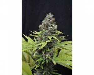 CBD Shark Shock (CBD Crew) feminized