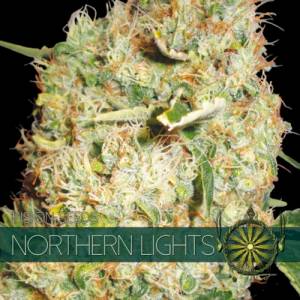 Northern Lights 3 seeds