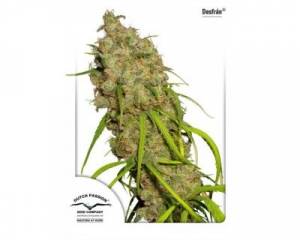 Desfrán (Dutch Passion) feminized