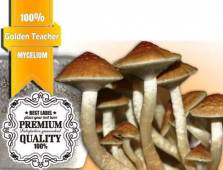 100% MYCELIUM XL Golden Teacher | Paddo Growkit 2100cc