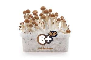 100% MYCELIUM B+ - mushroom growkit 1200cc