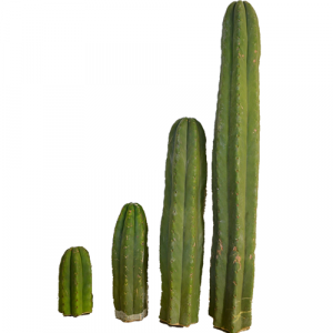 San Pedro Cacti Bare rooted - Trichocereus Pachanoi
