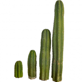 San Pedro Cacti Bare rooted - Trichocereus Pachanoi